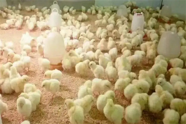 脛長(zhǎng)、體重達(dá)標(biāo)率須在85%以上