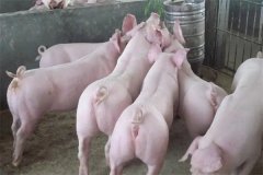 什么是商品豬？什么是肉脂型、瘦肉型豬？
