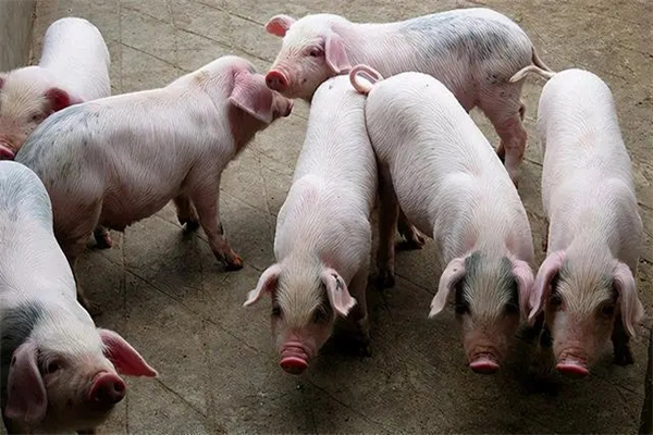 肉脂型、瘦肉型豬