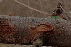 蘋果樹干腐病的癥狀有哪些，如何防治？