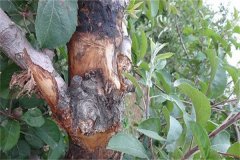 蘋果樹腐爛病的癥狀表現(xiàn)有哪些，如何防治？