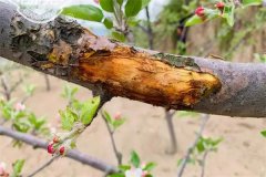 蘋果樹為什么會(huì)發(fā)生腐爛病？