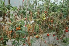 番茄枯萎病的癥狀及防治方法，用什么藥防治？