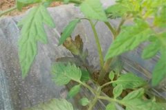 番茄早疫病和晚疫病的癥狀有什么區(qū)別？