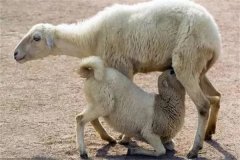 如何提高羔羊成活率？