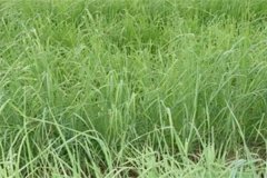 養(yǎng)羊常用哪些牧草，羊的飼養(yǎng)要注意哪方面？