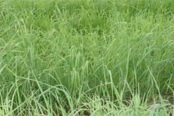 養(yǎng)羊常用哪些牧草