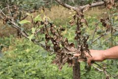 什么是蘋果樹干枯病，與枝枯病有何區(qū)別？