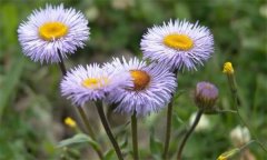 燈盞花的功效與作用，使用燈盞花的注意事項