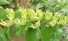 金銀花有哪些病蟲害，如何防治？