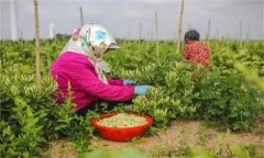 金銀花的采收時(shí)間、采摘方法及分級標(biāo)準(zhǔn)