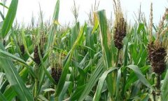 怎樣防治玉米絲黑穗病，主要癥狀有哪些？