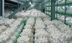 金針菇栽培配方，如何防止金針菇提早開傘？