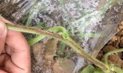 南瓜蔓枯病的藥物防治和發(fā)病原因是什么？