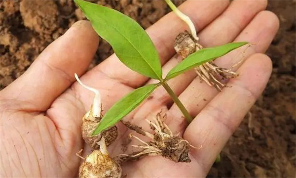 半夏的藥用價(jià)值