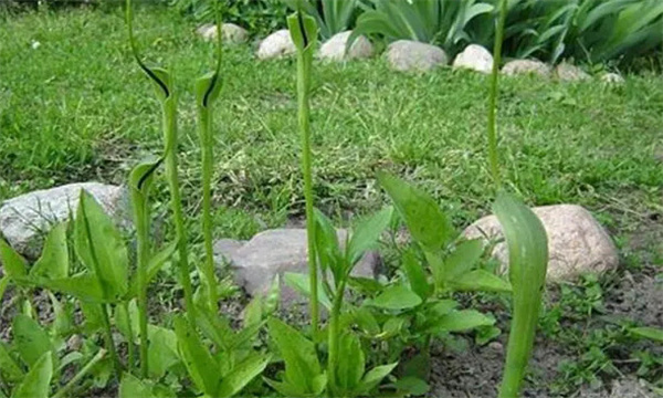 半夏種植技術(shù)要點(diǎn)