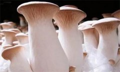 杏鮑菇菌蓋上會(huì)長疙瘩、出菇后會(huì)開裂怎么辦？