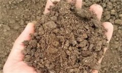 雙孢蘑菇如何覆土，覆土20天后還不出菇怎么辦？