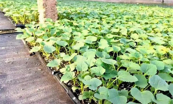 甜瓜苗出現(xiàn)枯芽、黃芽是什么原因