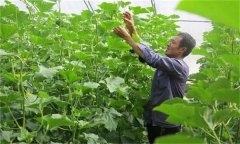 哈密瓜如何整枝留瓜，種植哈密瓜應(yīng)注意什么？