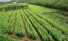 什么叫核桃子苗？核桃嫁接苗木出圃應注意什么