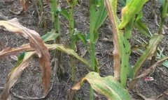 玉米病蟲害的種類有多少種？