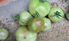 如何預(yù)防番茄筋腐病，番茄筋腐病是怎樣形成的