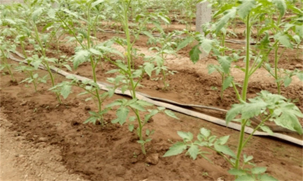 定植后防高溫、防病蟲、防雨水灌棚