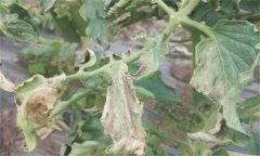 如何防治番茄晚疫病，其發(fā)病條件有哪些？