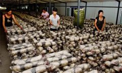 香菇生產怎樣選擇栽培料？