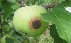 怎樣防治蘋果炭疽病？