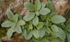 玄參有哪些種類,浙玄參與北玄參性狀的區(qū)別