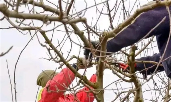 石榴衰老樹(shù)的更新修剪方法