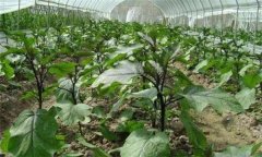 大棚茄子為什么要輪作換茬，怎么進(jìn)行輪作換茬