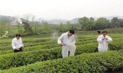 茶樹病蟲害綠色防控推薦常用的農(nóng)藥有哪些？