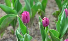 如何栽培和管理郁金香？郁金香栽培和養(yǎng)護技術(shù)