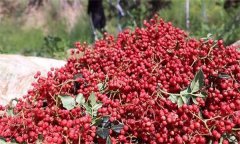 花椒的分級(jí)標(biāo)準(zhǔn)、包裝要求與貯藏方法