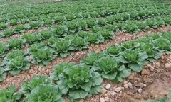 氮磷鉀等營養(yǎng)元素對大白菜增產(chǎn)有哪些作用？