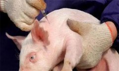 豬場仔豬打疫苗后發(fā)燒不退是什么原因？