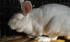 如何防治和預防慢性兔瘟？