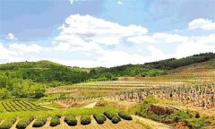 如何選擇果園的園址，如何園規(guī)劃果？