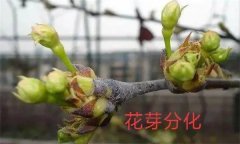 梨樹開花結(jié)果有什么特點(diǎn)？