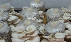 如何防治平菇腐爛??？