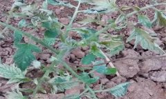 番茄肥害有哪些典型癥狀，發(fā)生后怎么處理？