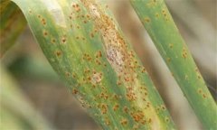 怎樣防治大蒜銹病, 大蒜銹病打什么藥合適？