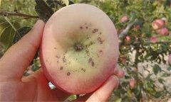怎樣防治蘋果黑點(diǎn)病，它是什么原因造成的？