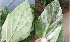 辣椒白粉病是什么原因引起的，如何防控？
