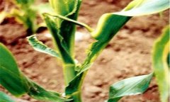 怎樣識別玉米鐮刀菌頂腐病？
