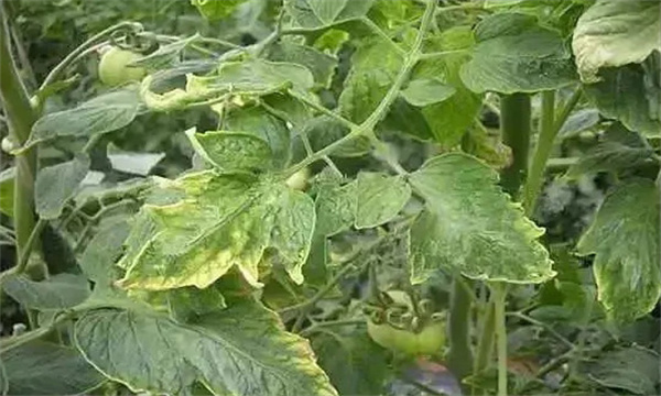 番茄氮素為什么會過剩