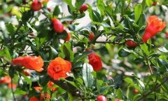 石榴大量落花落果的原因是什么？